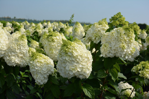 Hydrangea paniculata `Magical Mont Blanc` ®_2020.08.07 (1)