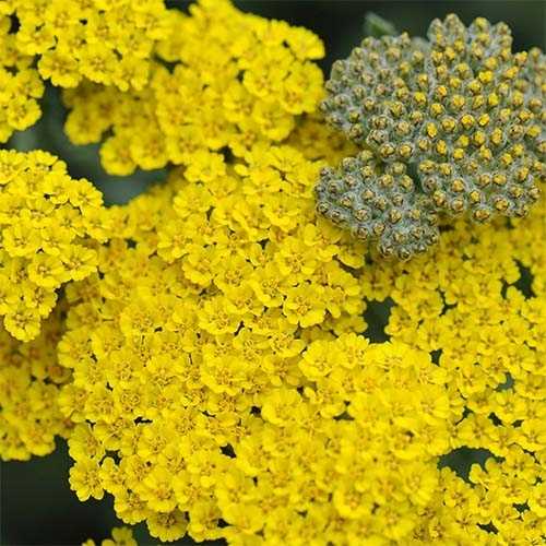 achillea-moonshine-oks