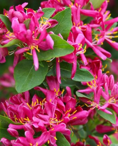 jca3e9dguc4cwsm0jtcadvzvyy2yyup5