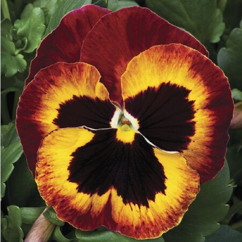 Виола Виттрока (Viola wittrockiana) "Mammoth" (On Fire) (ячейка 6)