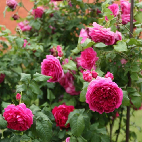 Роза английская Young Lycidas "Янг Люсидас" : C5