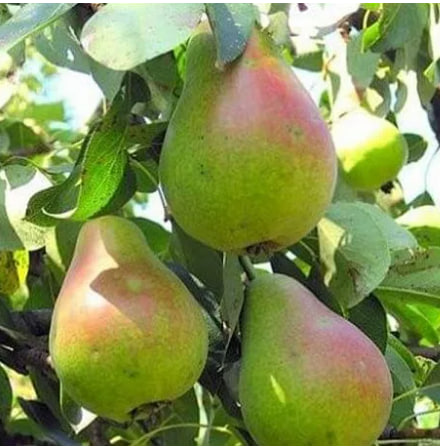 русская красавица