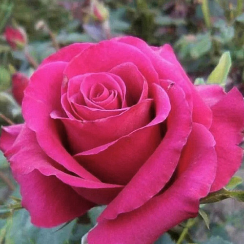 Роза чайно-гибридная Babkina "Бабкина" : С5/7,5