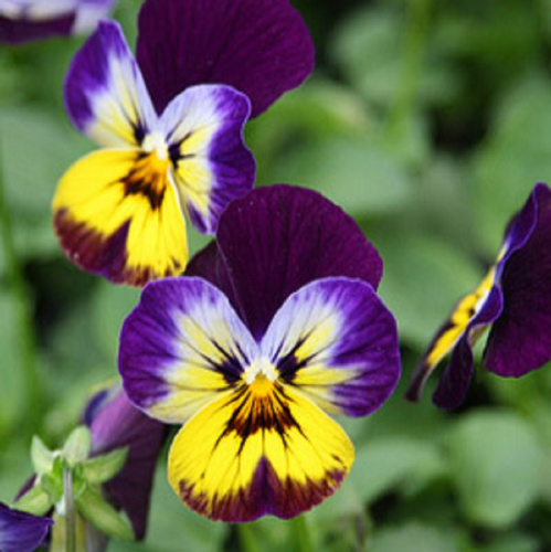 full_v_midnight_small