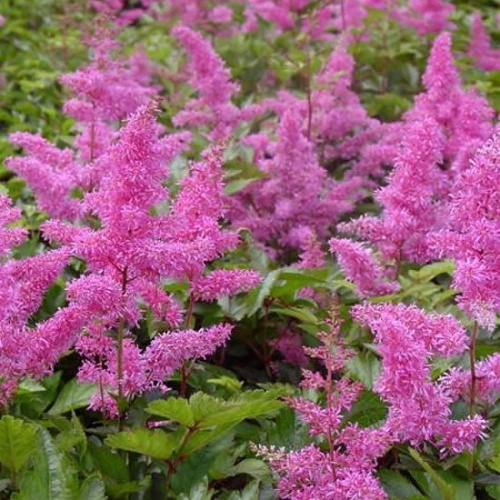 астильба рим энд блюз