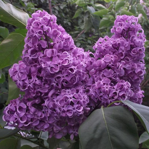 bfa16e361f145f4cf9267d11fcc2b99c