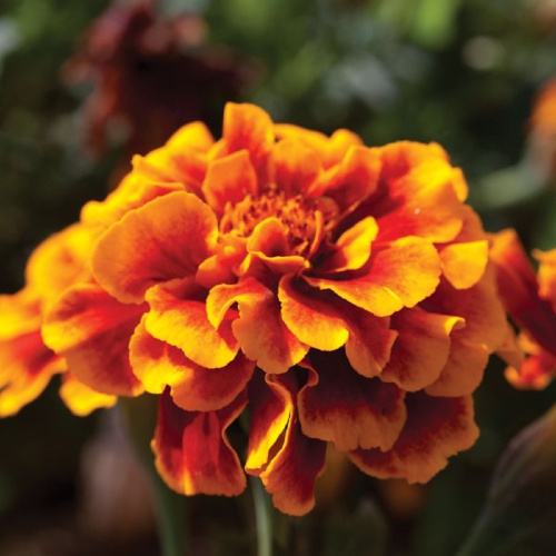 бархатцы алюмия флейм