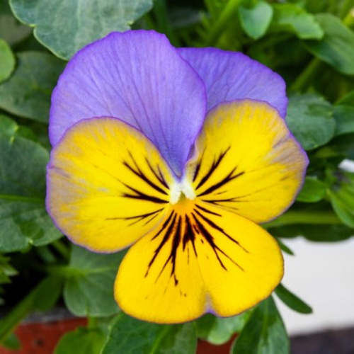 виола бель визо морфо