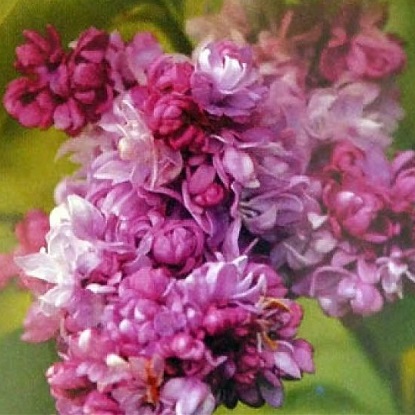 siren-russkaya-pesnya