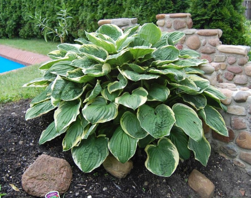 Хоста Hosta Christmas Tree
