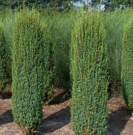 мож хиберника