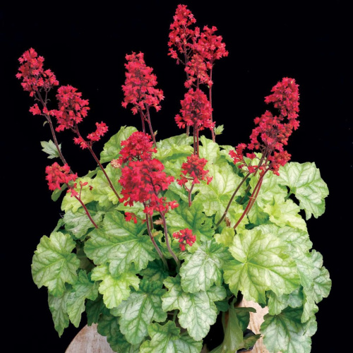 Heuchera-Tokyo-4-1080x1080