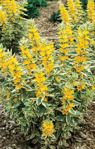 LYSIMACHIA_Alexander_fp
