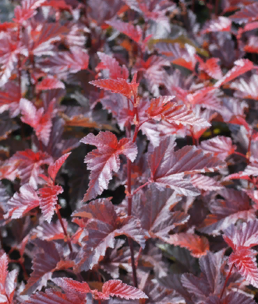 Пузыреплодник калинолистный Physocarpus opulifolius "Lady in Red" : P9