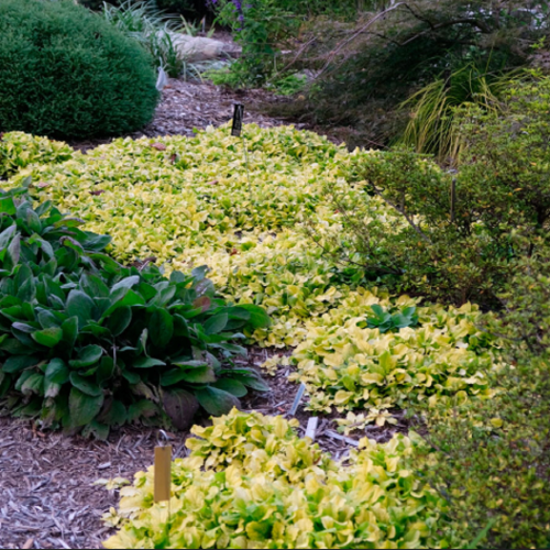 живучка ajuga reptans feathered friends tropical toucan