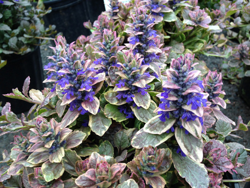 Живучка Ajuga reptans Burgundy Glow
