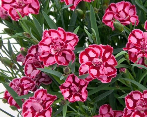 gvozdika-vkontakte-65