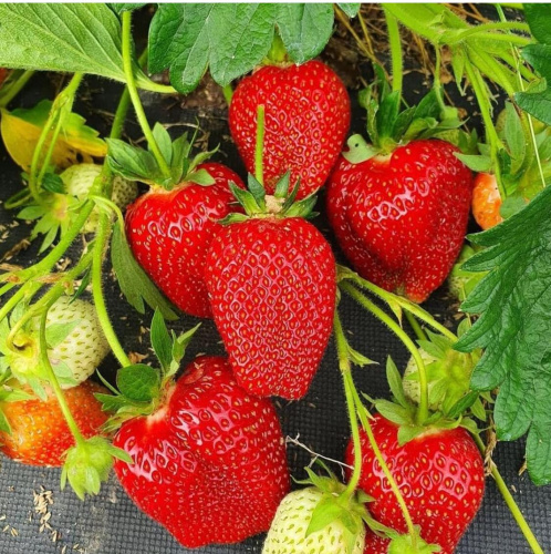Клубника ремонтантная "Альбион" Fragaria ananassa "Albion" : Р9 СХ