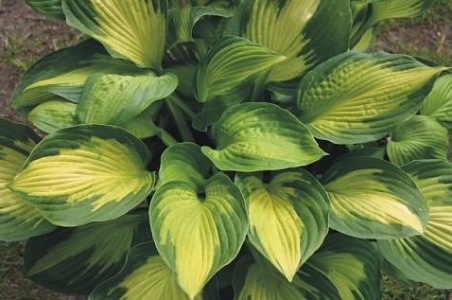 капитан кирк