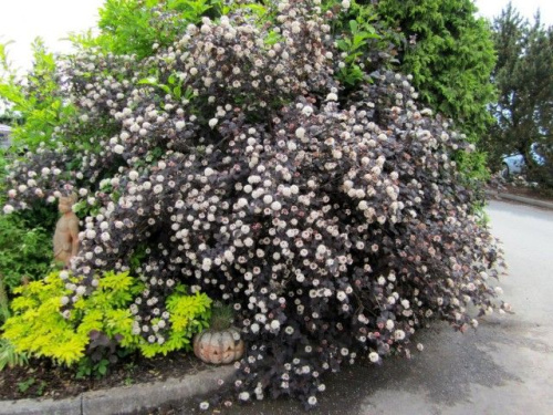 7af2e18d4acea198aa2242017a663637