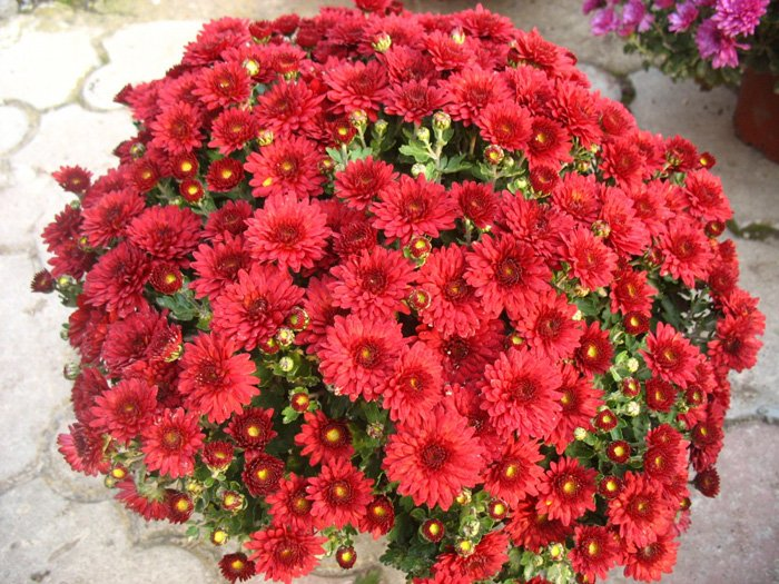 Хризантема