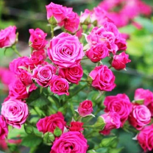 лавли лидия