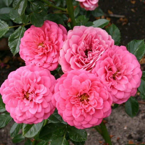 роза амуллет