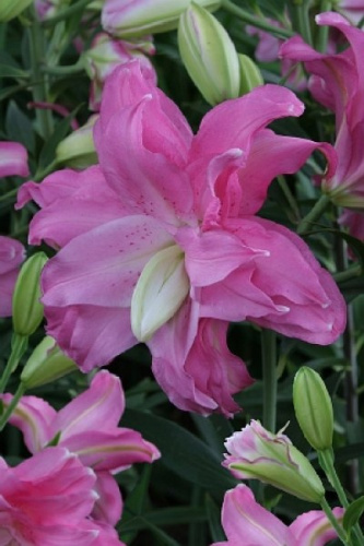 Лилия лотус вондер