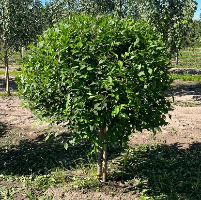 вяз мелколистный