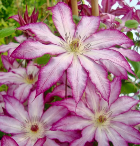 клематис Тай