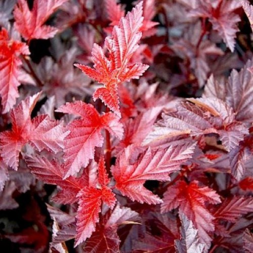 967_puzyreplodnik_kalinolistnyy_andre_1