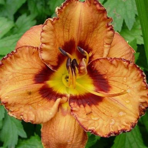 hemerocallis-san-luis-halloween