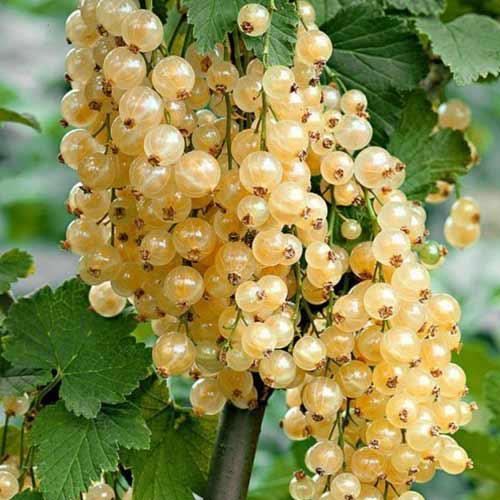 Ribes-nivenum-Ra_3