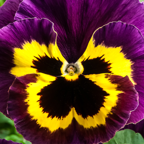 виола селло пурпл винг