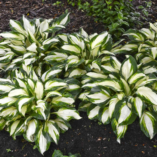 vulcan-hosta-gibridnaya-sazhenczy-kupit