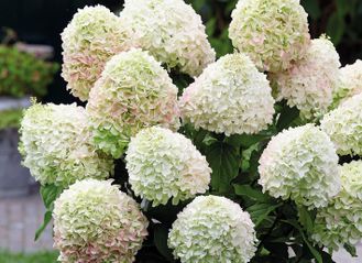 bx787630jl4owg84gw480ccc44kwo0