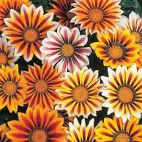 Гацания жестковатая (Gazania rigens') 'New Day' Mix Tider