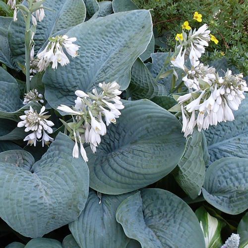 Хоста Hosta Bressingham Blue