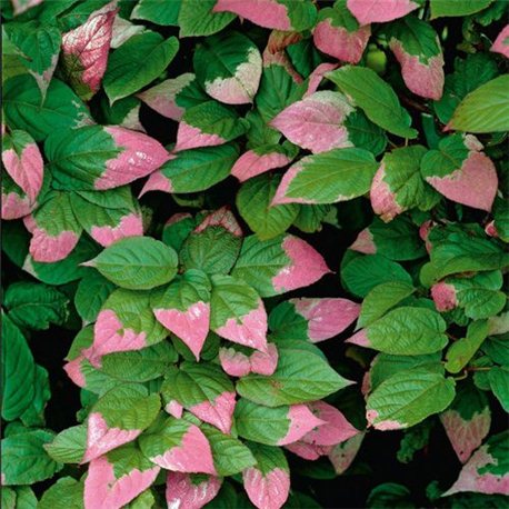 aktinidiya-kolomikta-adam-cholovicha-1-sadzhanec