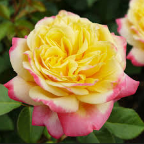 Роза чайно-гибридная Kordes’ Jubilee "Кордес Юбилей" : C5