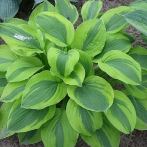 хоста вельвет