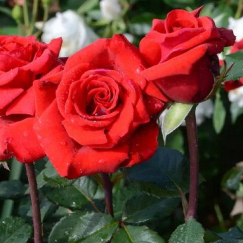 Роза чайно-гибридная Red Berlin "Ред Берлин" : C5