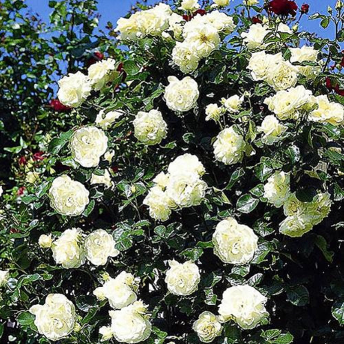 роза шнеевальцер