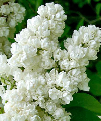 стрень память о колесникове