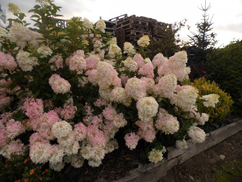 гортензия фантом