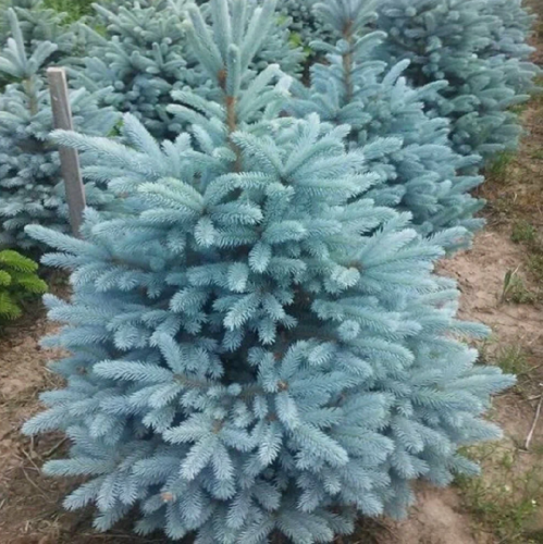 Ель колючая Picea Pungens "Oldenburg" : B+S, h=120-140