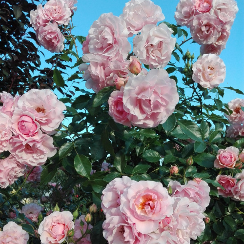 роза Розарио