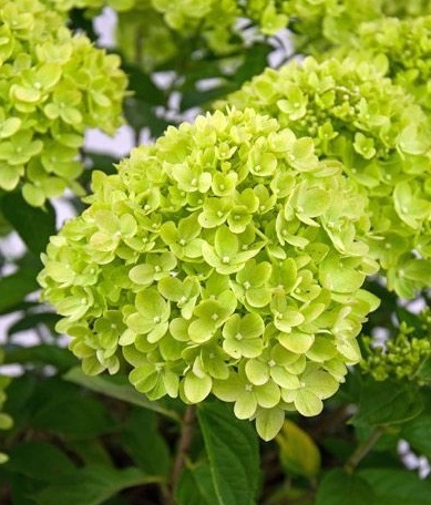 Hydrangea-paniculata-Mojito