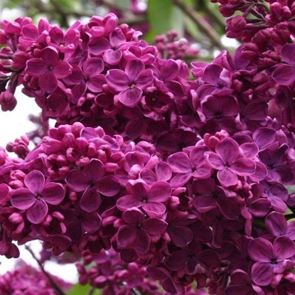 сирень чарьз