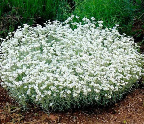 ясолка биберштейна